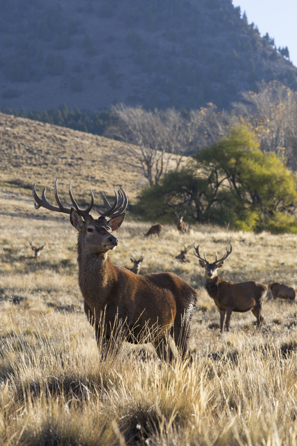 Red deer