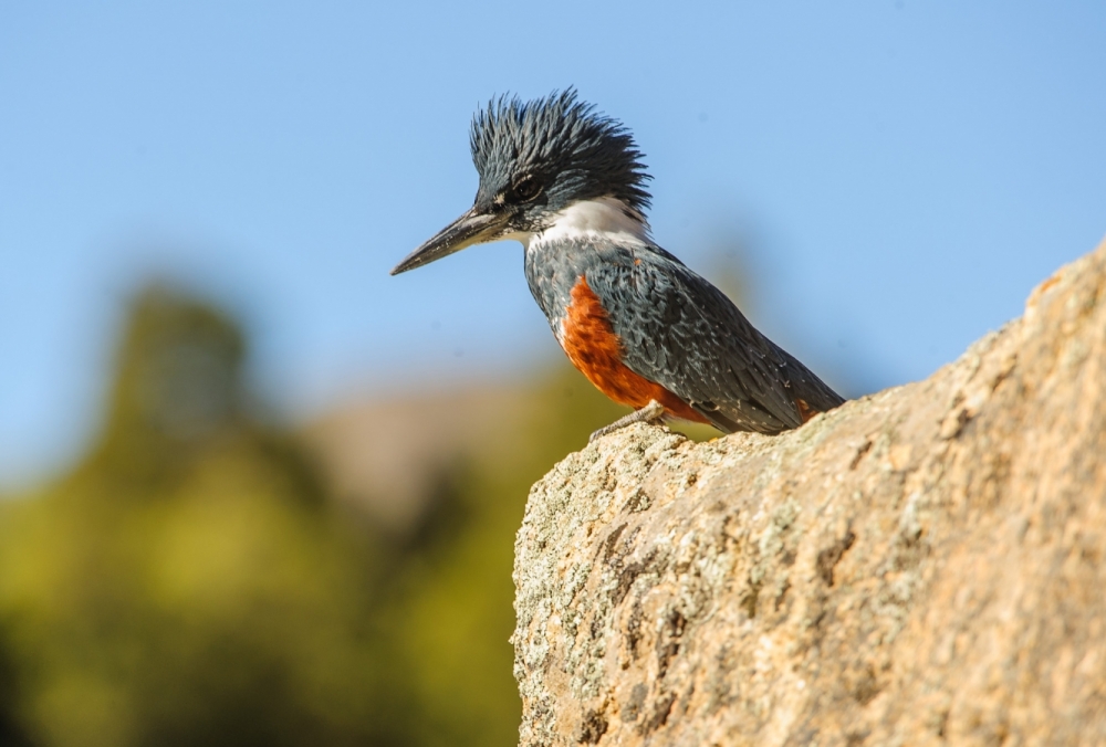 Kingfisher