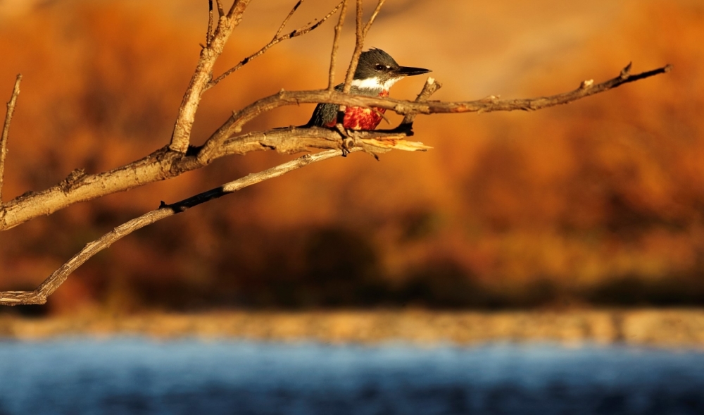 Kingfisher