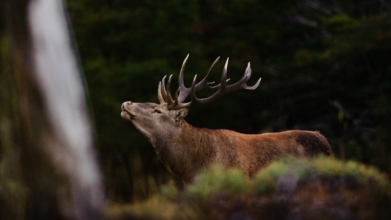 Tipiliuke lodge (Patagonia) - Article at William Powell web by Ben Smith (pictures by Isaías Miciu)