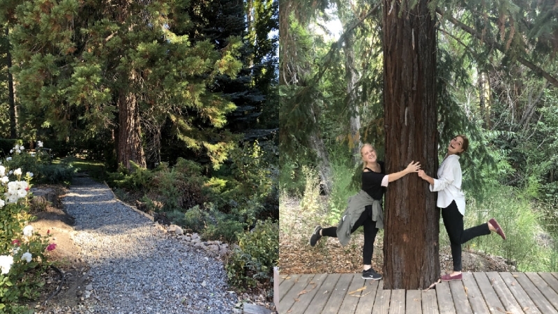 The Emblematic Trees of Tipiliuke Lodge