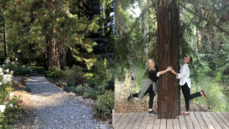 The Emblematic Trees of Tipiliuke Lodge