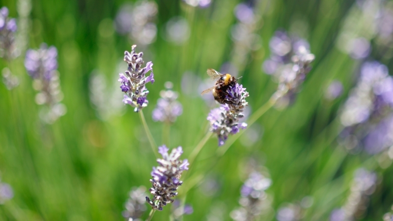 Join us for an afternoon of cookery, love and adventure