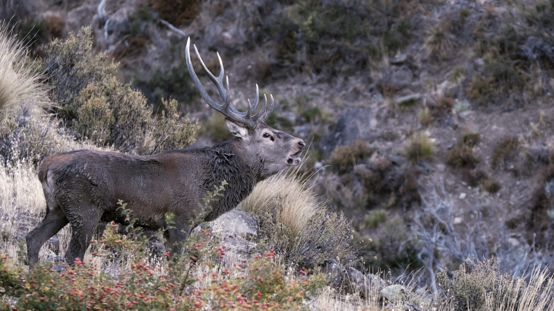 Wildlife photography workshop