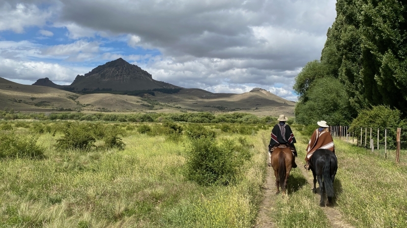 Our horses