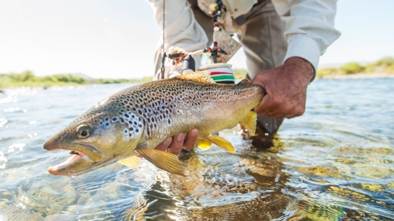Catch and Release