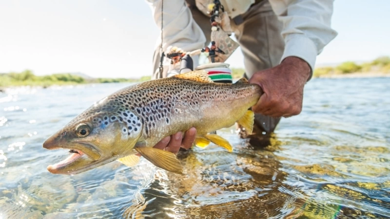 Catch and Release
